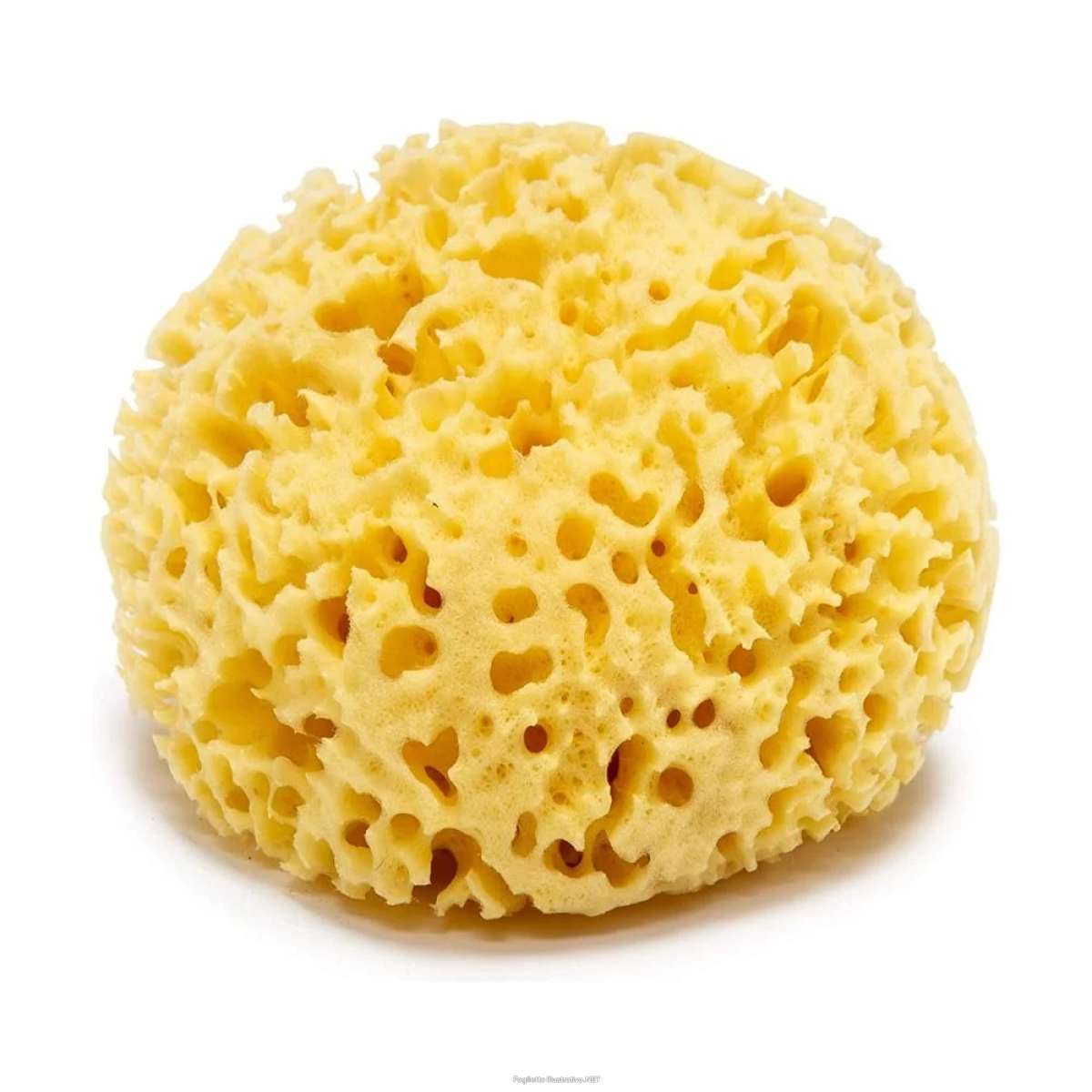 Trova Offerte di baby star spugna mare naturale 12cm per neonati e bambini e compra online