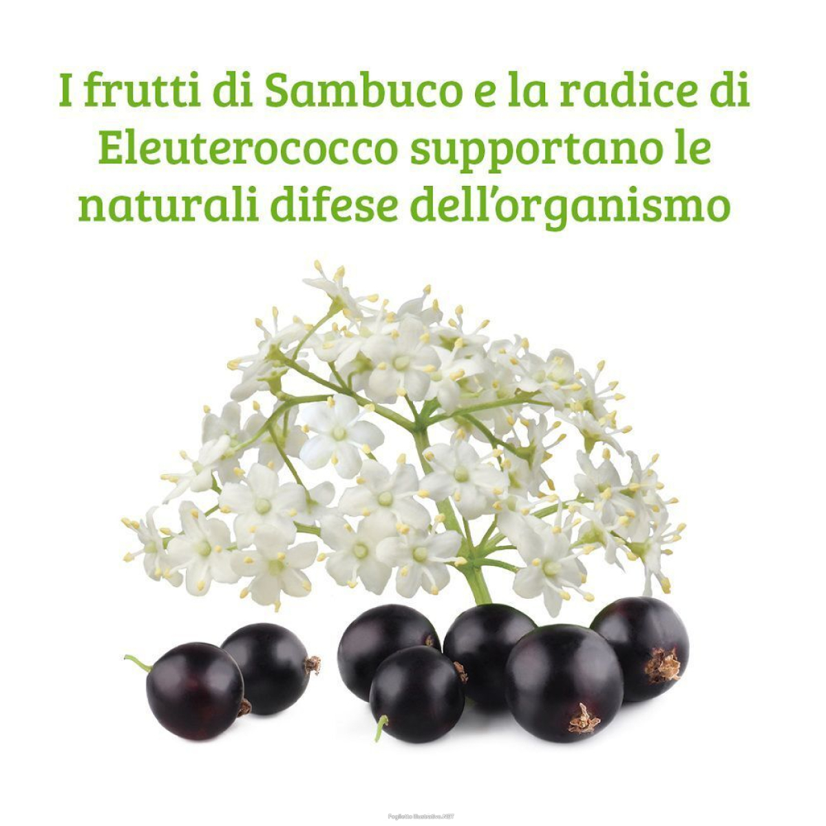 Cerca Prezzi di colours of life sambuco formula compresse 30 g e acquista online