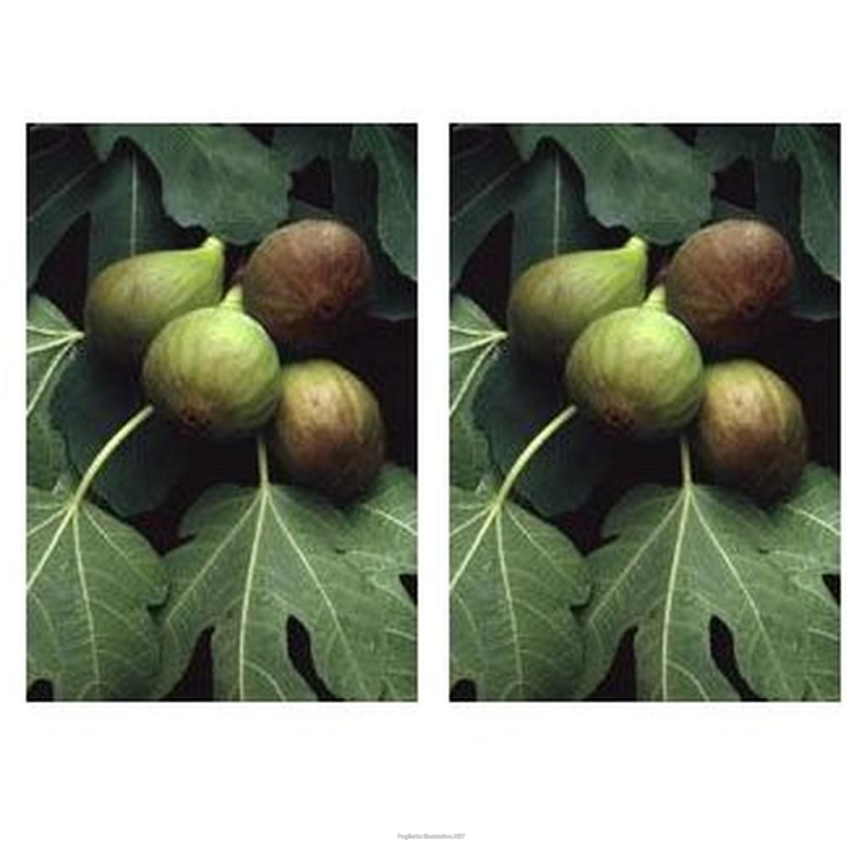 Cerca Offerte di msa ficus carica 50 ml 2x50 ml gocce orali e acquista online