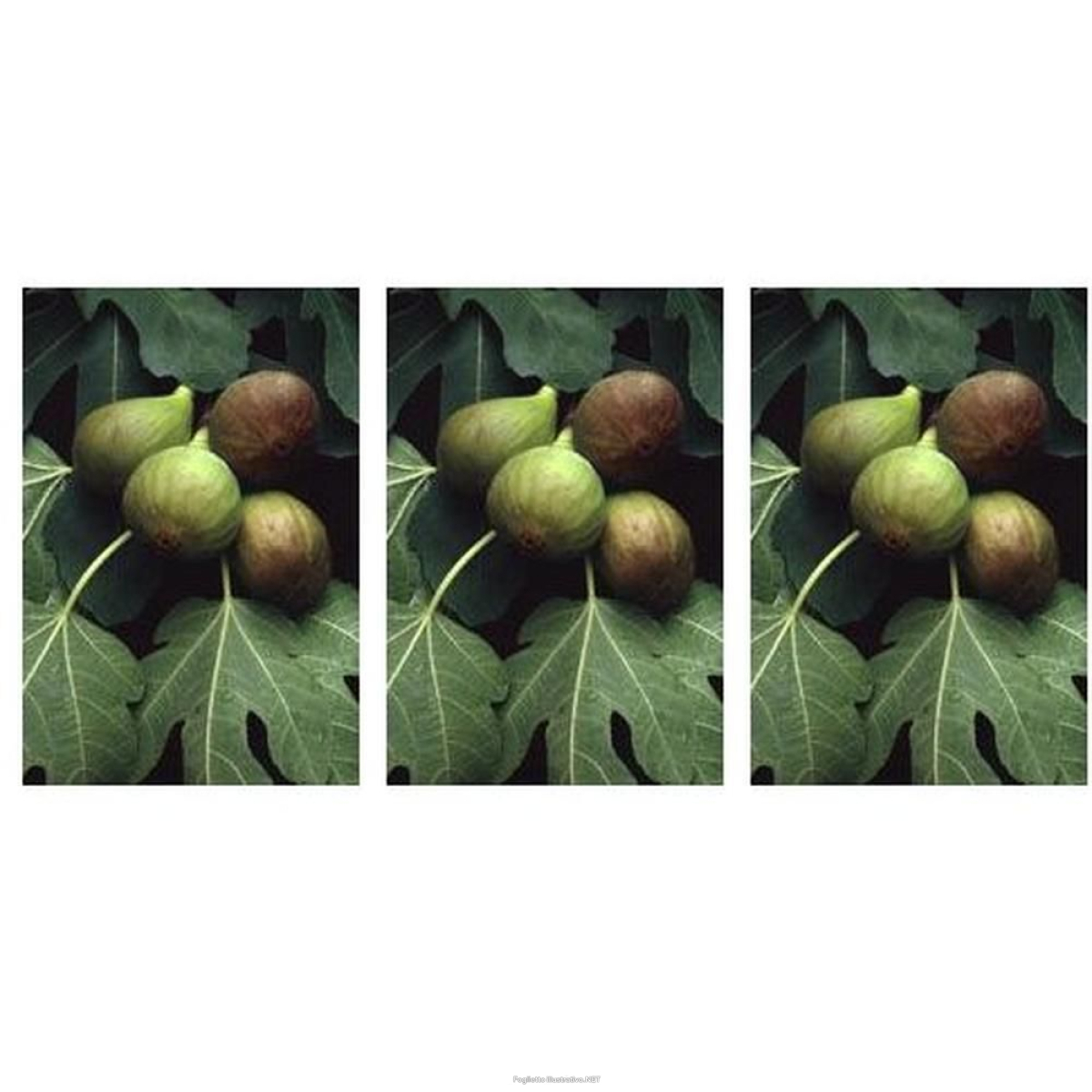 Cerca Offerte di msa ficus carica 50 ml 3x50 ml gocce orali e acquista online