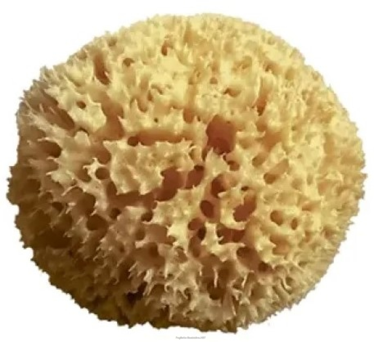 Cerca Offerte di spugna mare naturale arcipelago 12 cm e acquista online