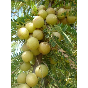 amla emblica off polvere bio100g bugiardino cod: 927274098 