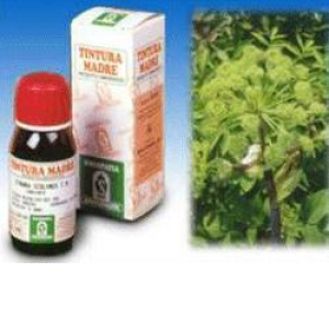 angelica 55 50ml tm bugiardino cod: 909309991 