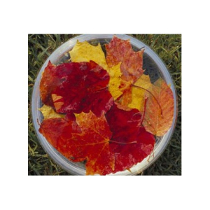 autumn leaves ess 15ml bugiardino cod: 902551771 