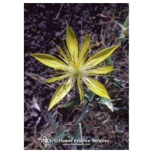 BLAZING STAR ESS 7,4ML