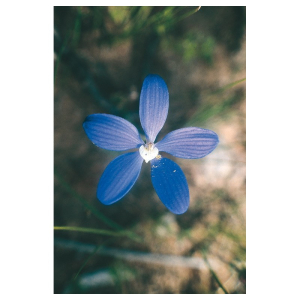 blue china orchid 15ml aust bugiardino cod: 901219877 