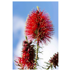 bottlebrush ess 10ml bugiardino cod: 907192076 