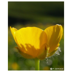 BOUTON DOR 10ML DEVA