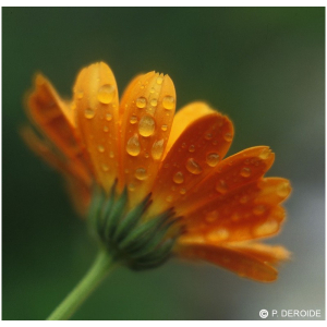 CALENDULA 10ML DEVA