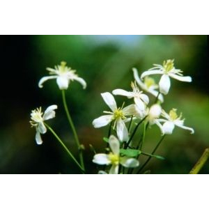 clematis ess flor bach f 10ml bugiardino cod: 902523796 