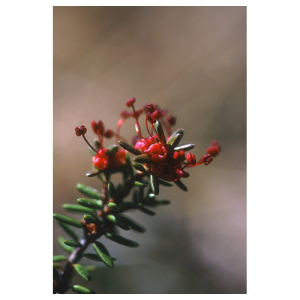 CROWBERRY ESS 7,4ML