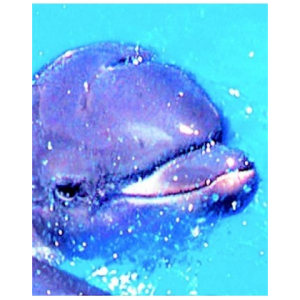 cucciolo delfino 30ml bugiardino cod: 912475047 