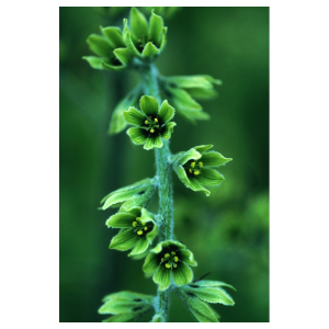 false hellebore ess 7,4ml bugiardino cod: 907294324 