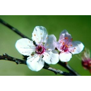 fiori di bach 6 cherry plum 30 bugiardino cod: 910051313 