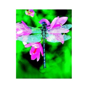 libellula dragonfly ess 30ml bugiardino cod: 907288714 