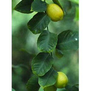 msa citrus limonum 50ml bugiardino cod: 902541996 