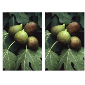 Cerca Offerte di msa ficus carica 50 ml 2x50 ml gocce orali e acquista online