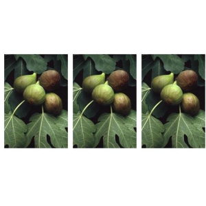 Cerca Offerte di msa ficus carica 50 ml 3x50 ml gocce orali e acquista online