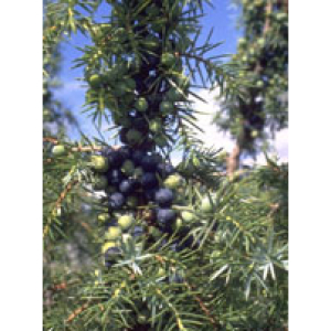 msa juniperus commun 50ml bugiardino cod: 900115306 