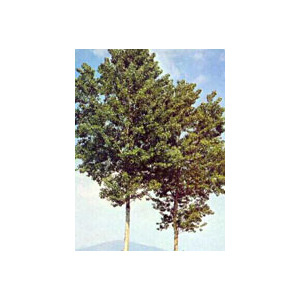 msa populus nigra 50ml bugiardino cod: 900115419 
