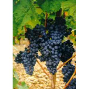 msa vitis vinifera 50ml bugiardino cod: 902542087 