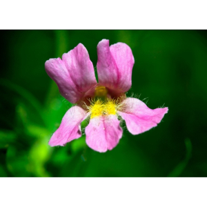 pink monkeyflower 7,4ml calf bugiardino cod: 900902139 