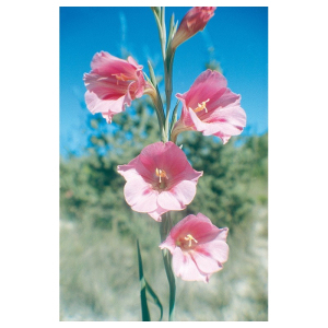 pink trumpet flower 15ml aust bugiardino cod: 901224232 