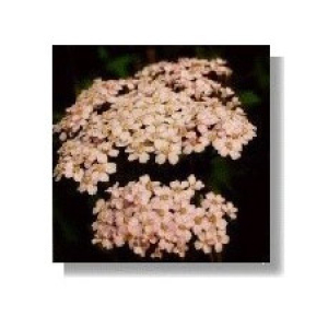 pink yarrow 15ml korte bugiardino cod: 912261601 