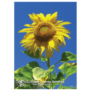 sunflower ess 7,4ml calf bugiardino cod: 900901810 