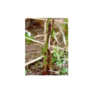 tsa asparagus officinalis 50ml bugiardino cod: 902541770 