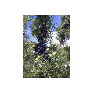 tsa juniperus communis 50ml bugiardino cod: 902541869 