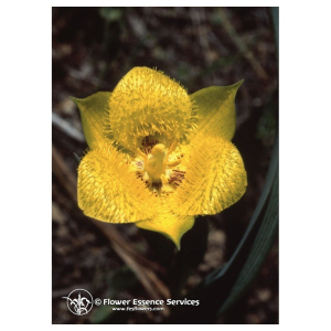 yellow star tulip 7,4ml calf bugiardino cod: 900902216 