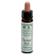 Ainsworths white chestnut 10ml