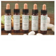 Ainsworths wild rose 10ml