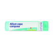 Allium cepa compatta gr