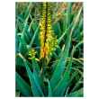 Aloe vera ess 7,4ml calf