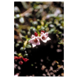 Alpine azalea ess 7,4ml alsk