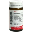 Apis regina compatta 20g gl wala