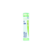 Arundo donax 5ch gr