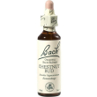 Bach center ess chestnut 20ml