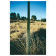 Balga blackboy ess 15ml aust