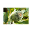 Banksia robur essenza 15ml