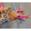 Bauhinia essenza 15ml
