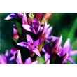 Benoit fiori di bach gentian