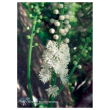 Black cohosh ess 7,4ml calf