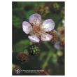 Blackberry ess 7,4ml calf