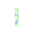 Blatta orientalis 5ch gr