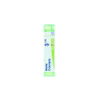 Blatta orientalis 9ch gr