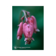 Bleeding heart ess 7,4ml calf