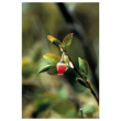 Blueberry pollen 7,4ml alsk